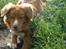 Nova scotia duck tolling retriever Redborn first Contact (Dixie) [Himmelhund] - 7 måneder