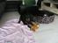 Gordon setter Zibbo