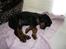 Gordon setter Zibbo