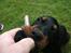 Gordon setter Zibbo