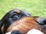 Gordon setter Zibbo