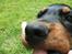 Gordon setter Zibbo
