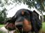 Gordon setter Zibbo