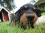 Gordon setter Zibbo