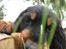 Gordon setter Zibbo