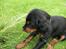 Gordon setter Zibbo