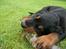 Gordon setter Zibbo