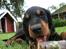 Gordon setter Zibbo