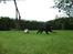 Gordon setter Zibbo
