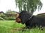 Gordon setter Zibbo