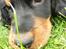 Gordon setter Zibbo