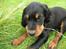 Gordon setter Zibbo