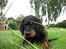 Gordon setter Zibbo