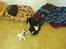 Cavalier king charles spaniel Basse Dion
