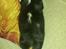 Cavalier king charles spaniel Basse Dion