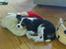 Cavalier king charles spaniel Basse Dion