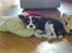 Cavalier king charles spaniel Basse Dion