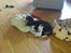 Cavalier king charles spaniel Basse Dion