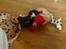 Cavalier king charles spaniel Basse Dion