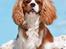 Cavalier king charles spaniel Bazil - Copyright Tosafoto