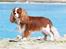 Cavalier king charles spaniel Bazil - Copyright Tosafoto