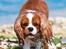 Cavalier king charles spaniel Bazil - Copyright Tosafoto