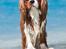 Cavalier king charles spaniel Bazil - Copyright Tosafoto