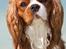 Cavalier king charles spaniel Bazil - Copyright Tosafoto
