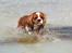 Cavalier king charles spaniel Bazil - Copyright Tosafoto