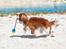 Cavalier king charles spaniel Bazil - Copyright Tosafoto