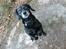 Blanding af racer Barney - lidt "Dobbyagtig"