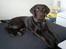 Labrador retriever Basse
