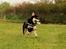 Blanding af racer Akeela