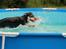Blanding af racer Akeela - Ude og bade i min pool :)