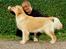 Golden retriever Leongolden a little bit of Heaven - ANGEL 11 måneder

30-07-12
