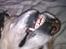 Labrador retriever King - WHAT A SMILEYFACE :D