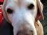 Labrador retriever King - 12 år