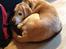 Labrador retriever King - 12 år gammel og stadig ikke for stor til at ligge i en chihuahua kurv :D 