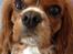 Cavalier king charles spaniel Silje - Mors prinsesse.