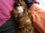 Cavalier king charles spaniel Silje - Silje eeeeelsker dyner ;-)