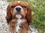 Cavalier king charles spaniel Silje - Ude på tur i regnvejr.