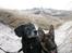 Blanding af racer Barney - Vinter 2012