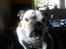 Engelsk bulldog Trunte R.i.p D25/5-2015