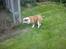 Engelsk bulldog Trunte R.i.p D25/5-2015