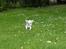 Chihuahua Mazey (Tut)