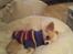 Chihuahua Mazey (Tut)