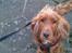 Cocker spaniel chanel (R.I.P. SMUKKE HUND - <3