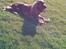 Cocker spaniel chanel (R.I.P. SMUKKE HUND - <3