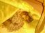 Cocker spaniel chanel (R.I.P. SMUKKE HUND - der var lige et tæppe<3