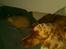 Cocker spaniel chanel (R.I.P. SMUKKE HUND - nyder livet<3